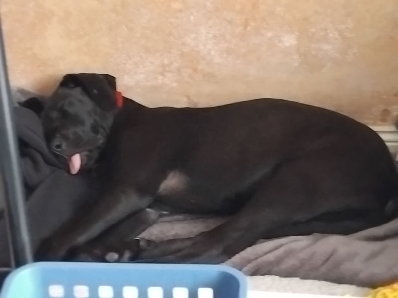 Suche ein neues zuhause für meine Doggen-Dame Muffin