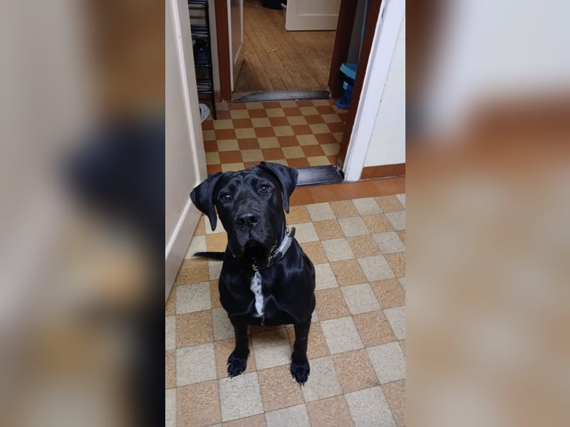 Suche neues Zuhause für meine Doggen-Dame Muffin