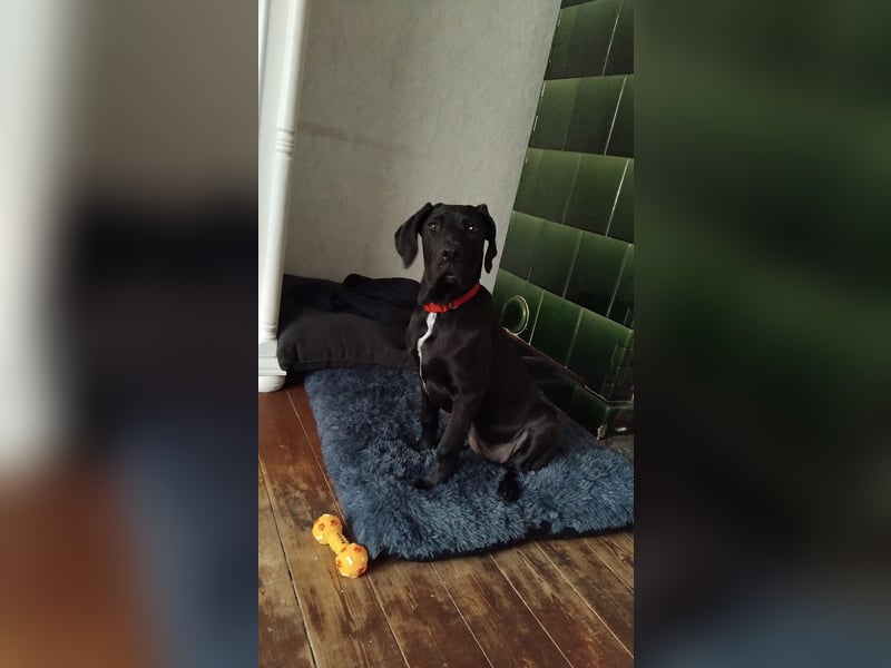 Suche ein neues zuhause für meine Doggen-Dame Muffin