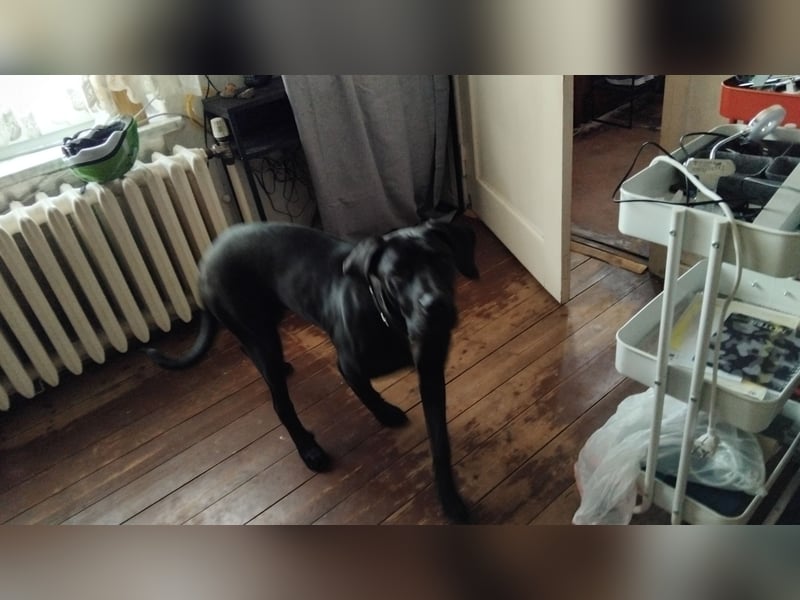 Suche neues Zuhause für meine Doggen-Dame Muffin