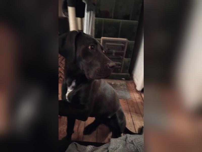 Suche ein neues zuhause für meine Doggen-Dame Muffin