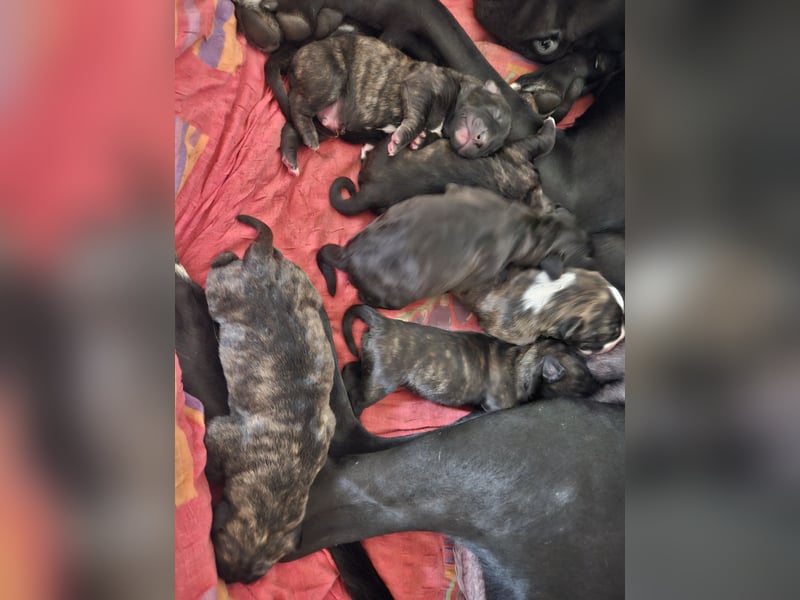Deutsche Dogge x Schäferhund Welpen