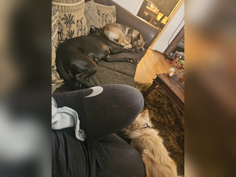Deutsche Dogge x Schäferhund Welpen