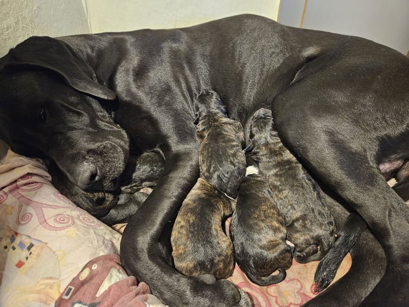 Deutsche Dogge x Schäferhund Welpen