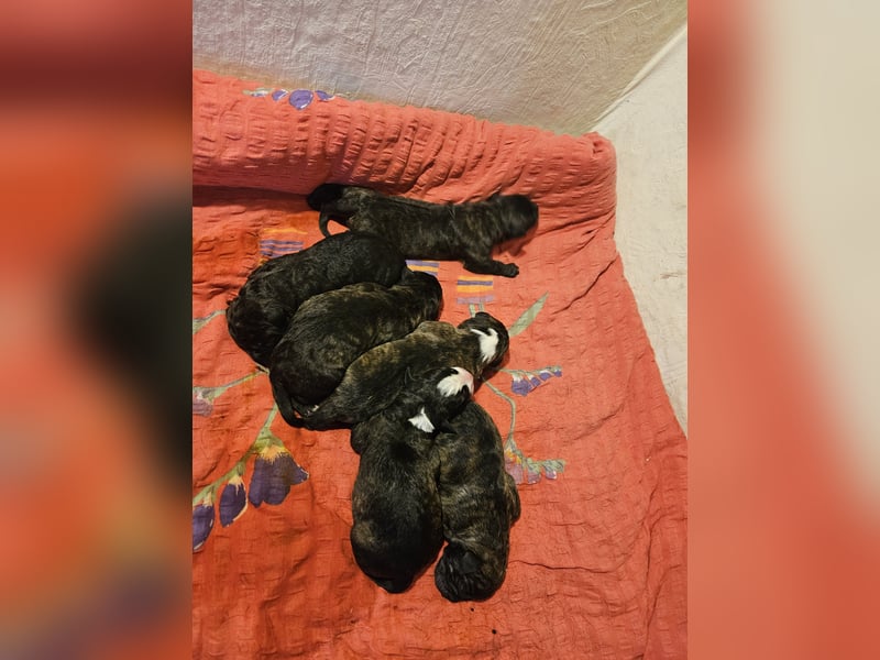 Deutsche Dogge x Schäferhund Welpen