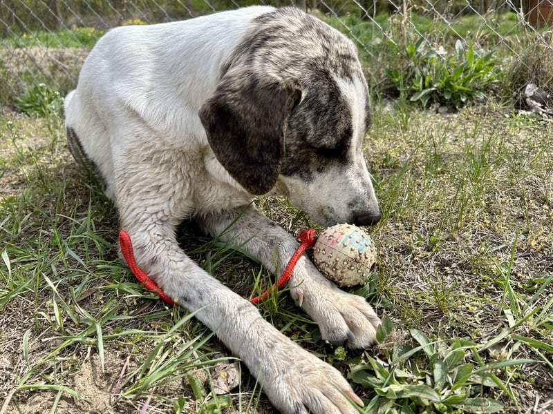 Zeusz, ein toller Hundemann sucht ein Zuhause.