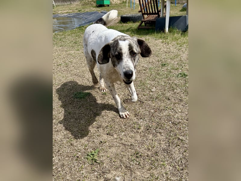 Zeusz, ein toller Hundemann sucht ein Zuhause.
