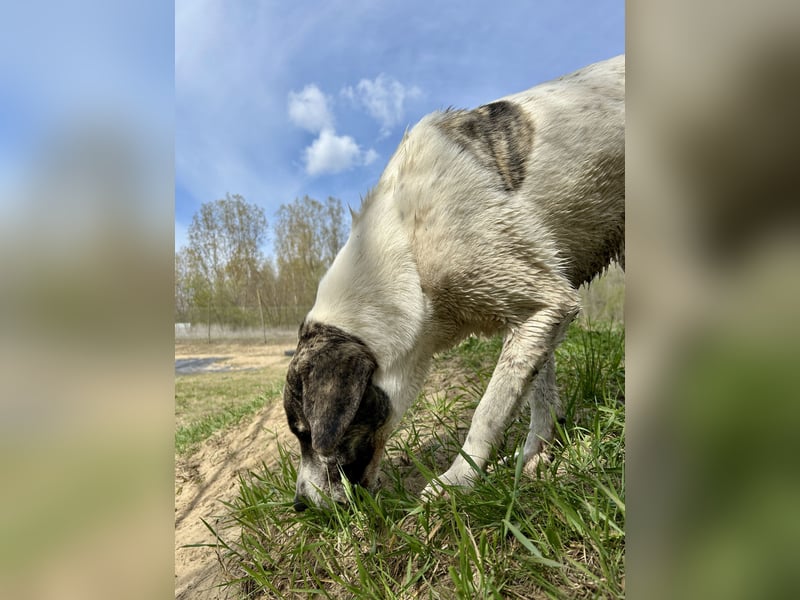 Zeusz, ein toller Hundemann sucht ein Zuhause.