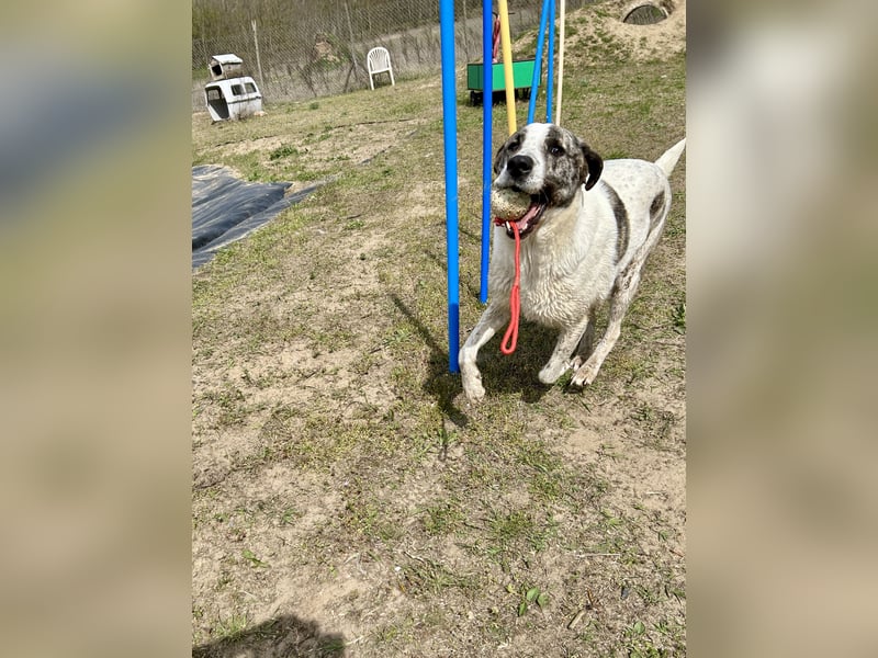 Zeusz, ein toller Hundemann sucht ein Zuhause.