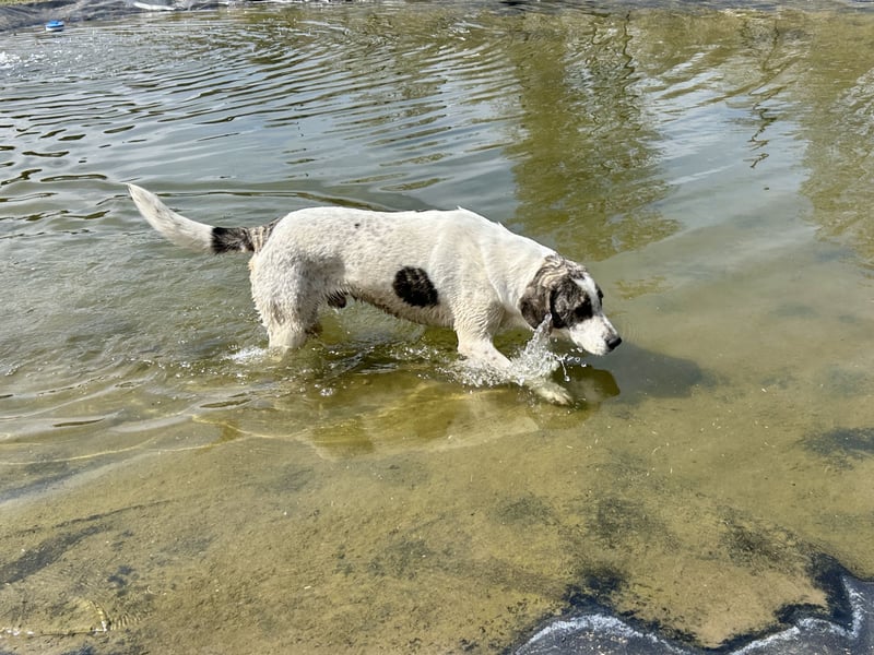 Zeusz, ein toller Hundemann sucht ein Zuhause.