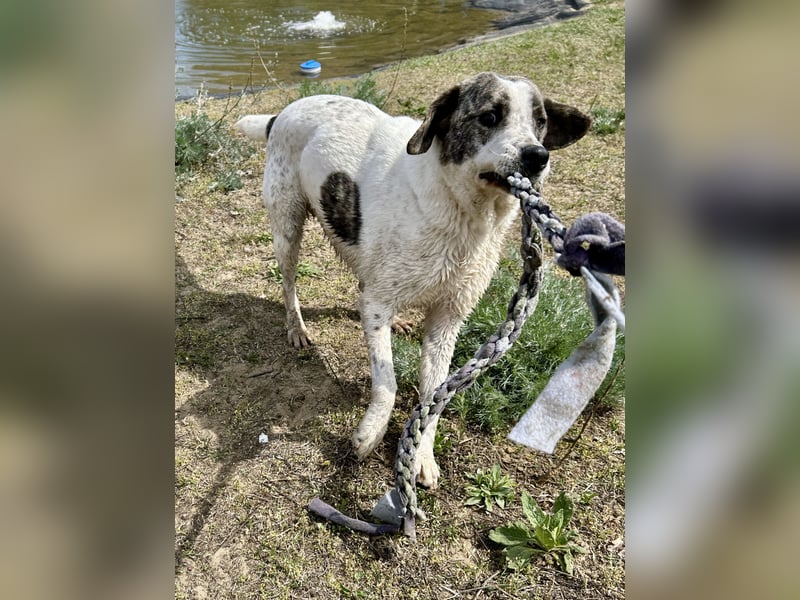 Zeusz, ein toller Hundemann sucht ein Zuhause.