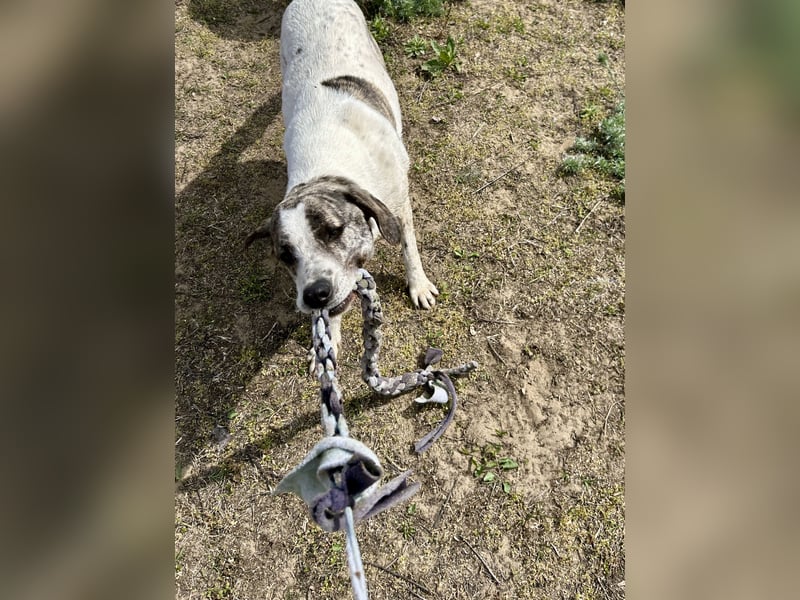 Zeusz, ein toller Hundemann sucht ein Zuhause.