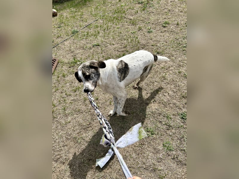 Zeusz, ein toller Hundemann sucht ein Zuhause.
