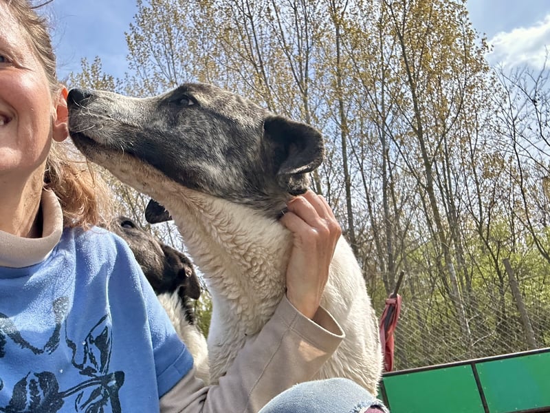 Zeusz, ein toller Hundemann sucht ein Zuhause.