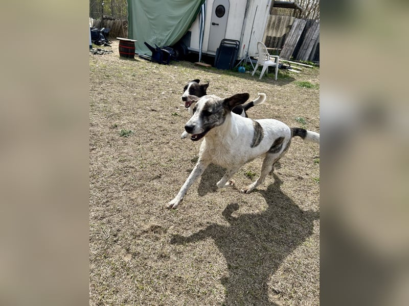 Zeusz, ein toller Hundemann sucht ein Zuhause.