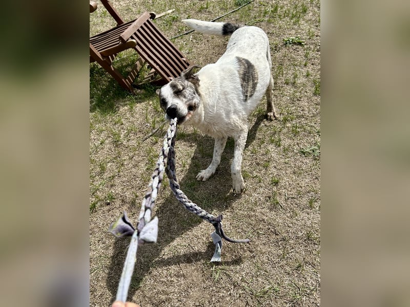 Zeusz, ein toller Hundemann sucht ein Zuhause.