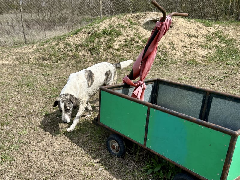 Zeusz, ein toller Hundemann sucht ein Zuhause.