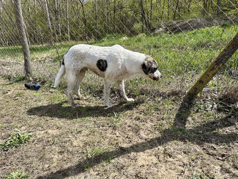Zeusz, ein toller Hundemann sucht ein Zuhause.