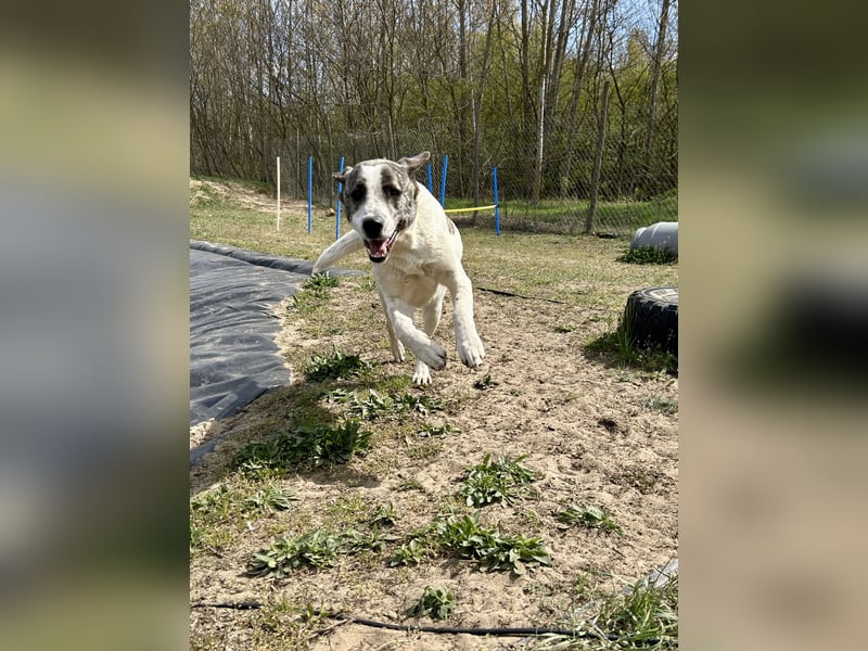 Zeusz, ein toller Hundemann sucht ein Zuhause.