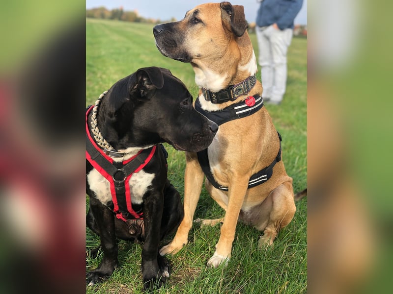 LUPO – ein fröhlicher Schalk mit großem Herzen