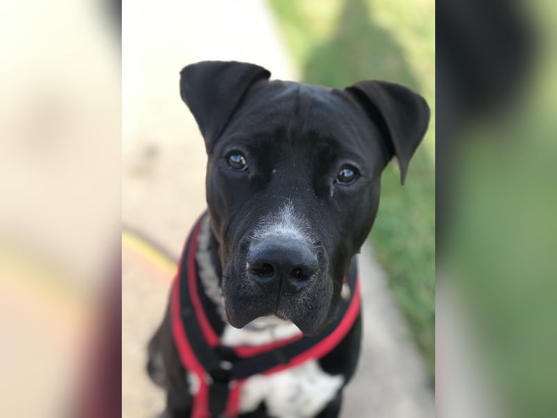 LUPO – ein fröhlicher Schalk mit großem Herzen