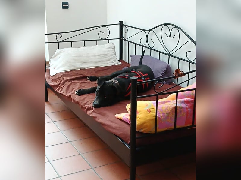 LUPO – ein fröhlicher Schalk mit großem Herzen