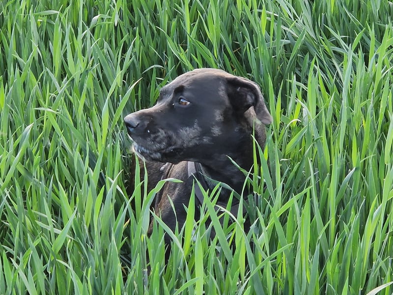 Wir suchen einen Deckrüden für unseren Doggenmix