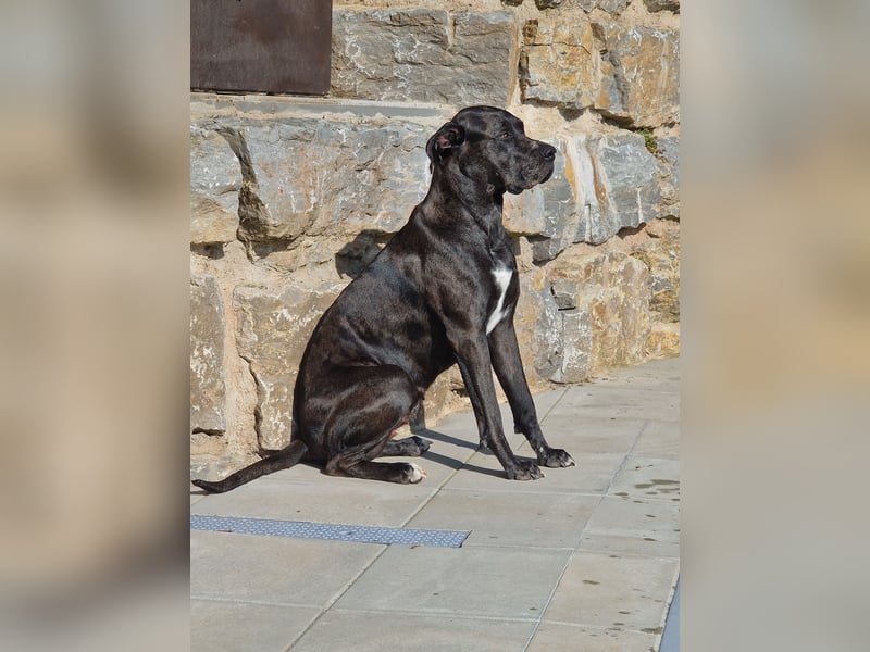 Wir suchen einen Deckrüden für unseren Doggenmix