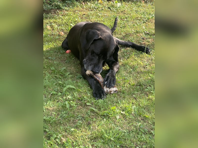 Deutsche Dogge-Jagdhund Mix