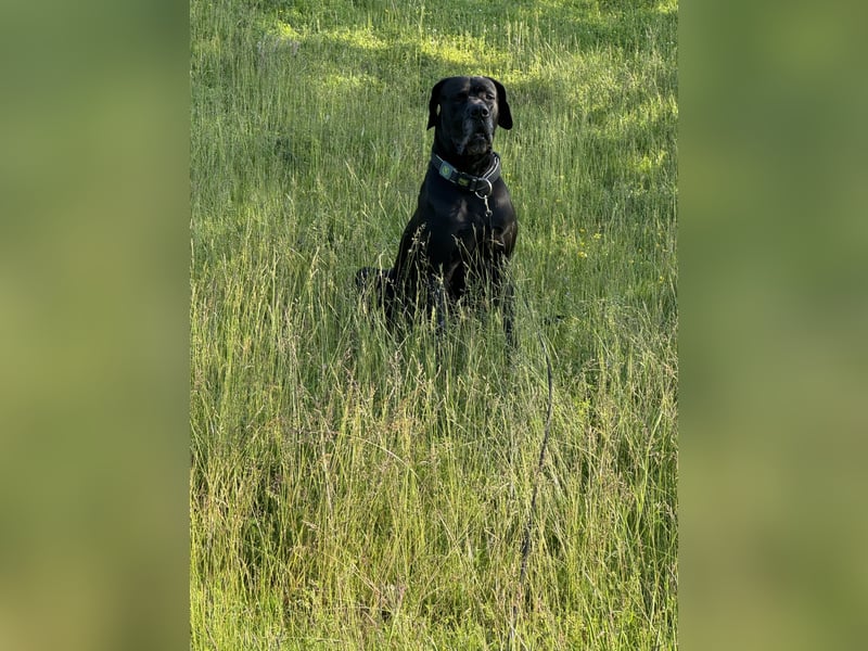 Deutsche Dogge-Jagdhund Mix