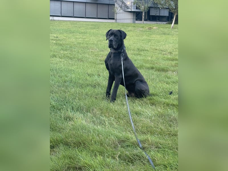 Deutsche Dogge-Jagdhund Mix