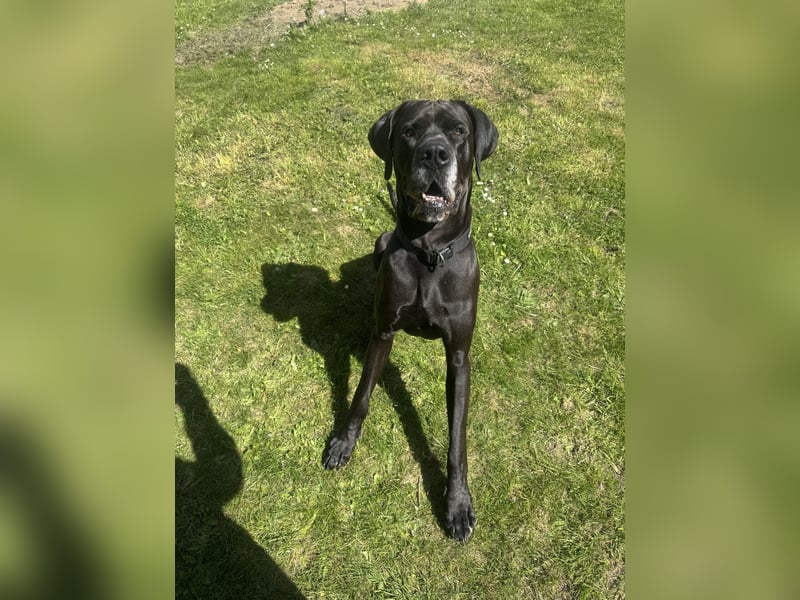Deutsche Dogge-Jagdhund Mix