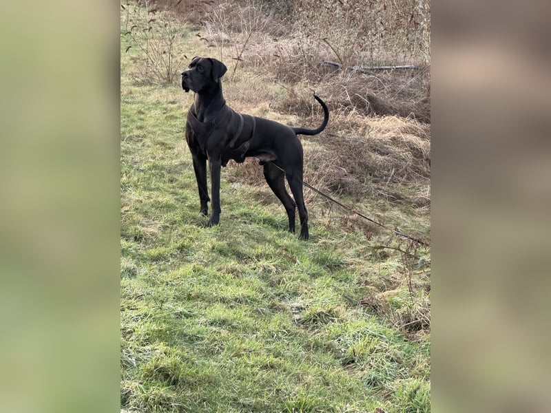 Deutsche Dogge-Jagdhund Mix