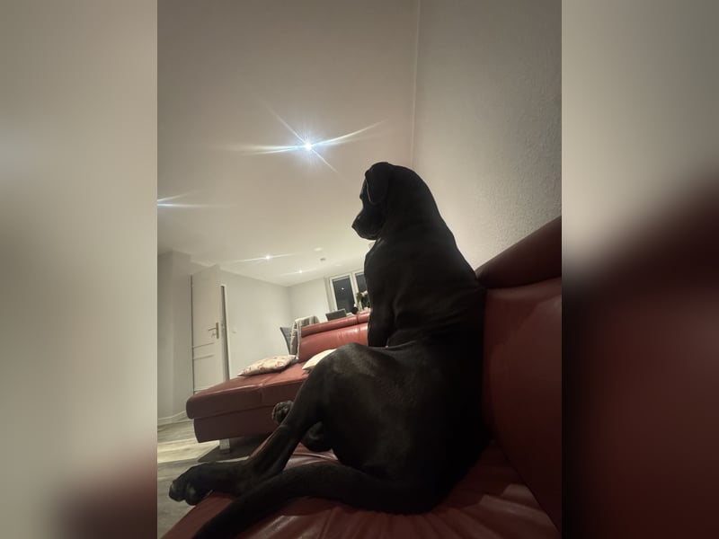 Deutsche Dogge-Jagdhund Mix