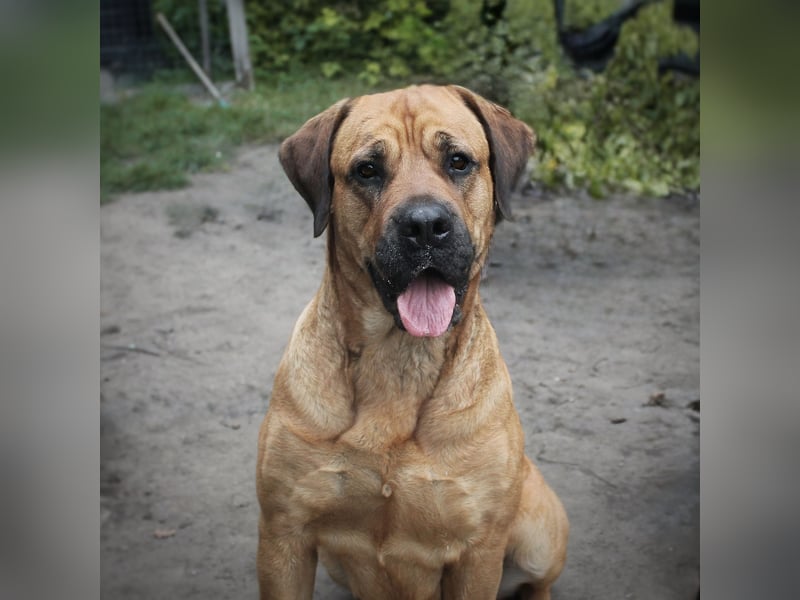 liebevolles zuhause gesucht