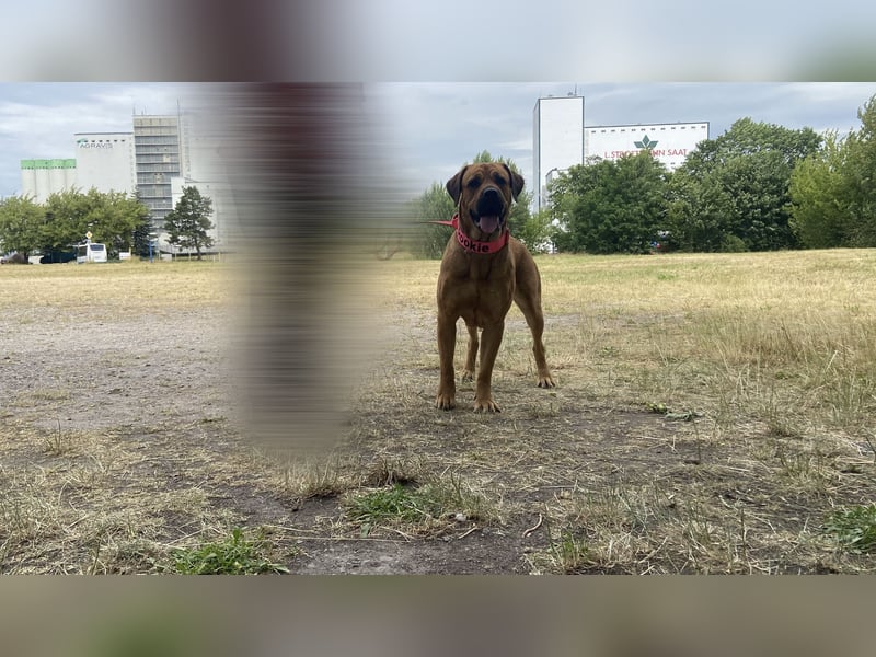 liebevolles zuhause gesucht