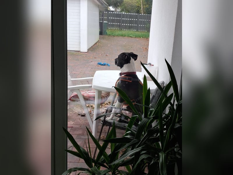 Lennox sucht ein Zuhause