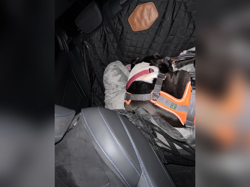 Lennox sucht ein Zuhause