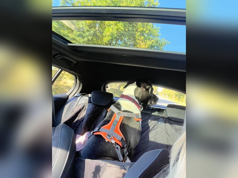 Lennox sucht ein Zuhause