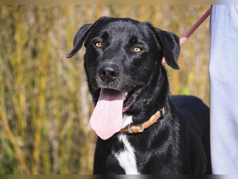 Groß – Sanft – Sozial… und noch viel mehr - das ist  KLAUS