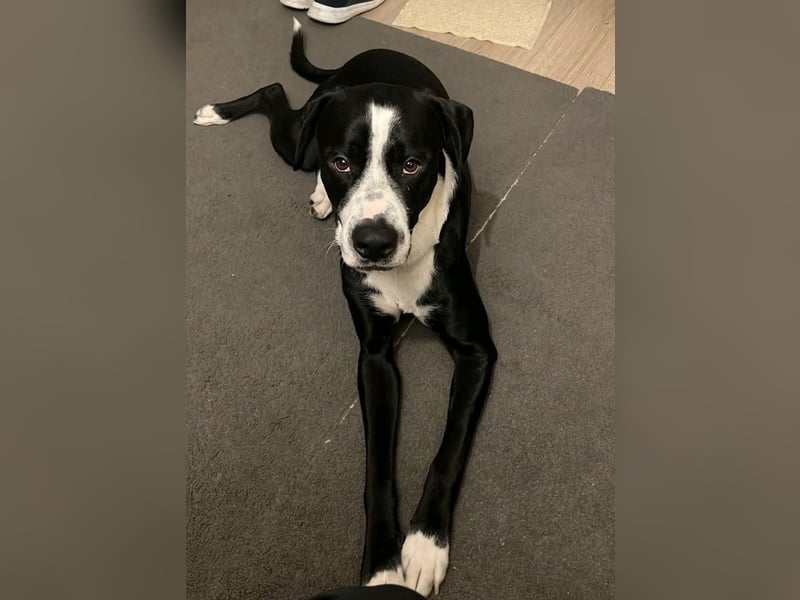 Junger rüde sucht neues Zuhause