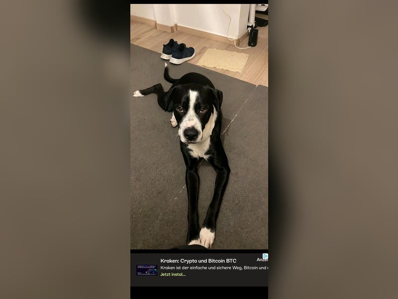 Labrador mix rüde fast 2 Jahre