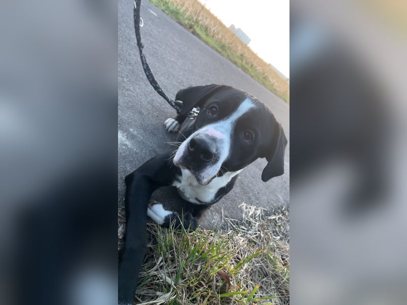 Junger rüde sucht neues Zuhause