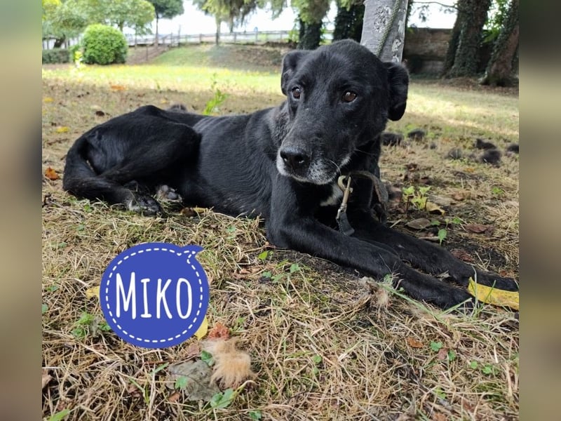 Miko ein unglücklicher Senior
