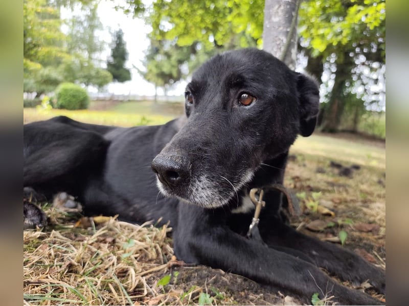 Miko ein unglücklicher Senior