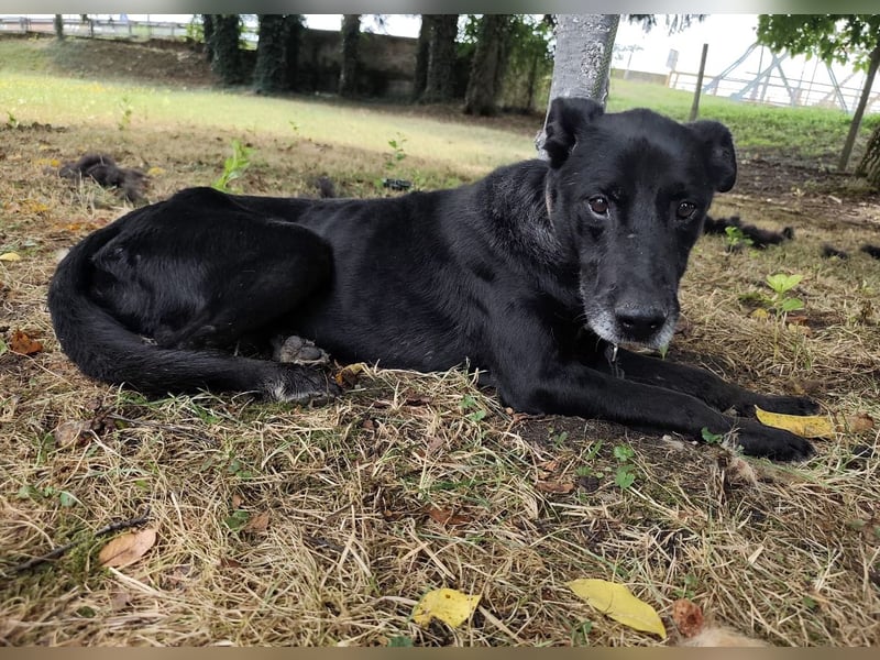 Miko ein unglücklicher Senior