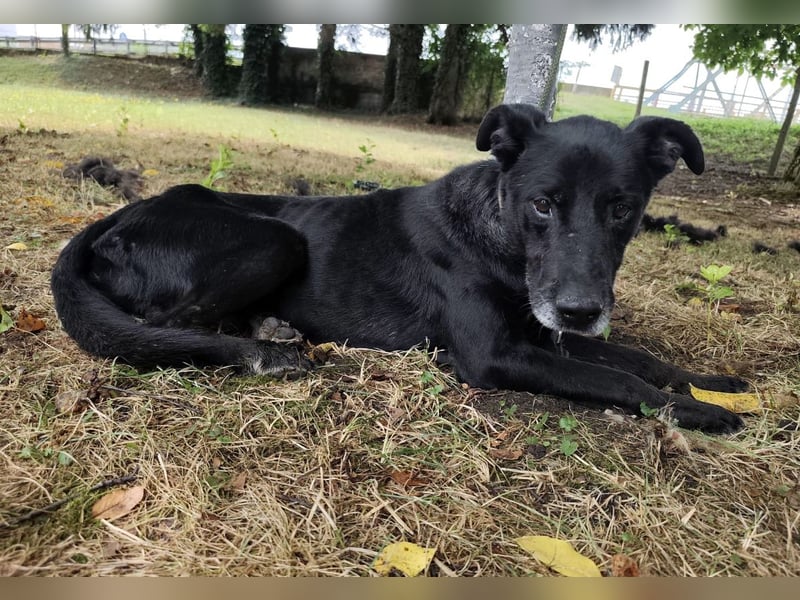 Miko ein unglücklicher Senior