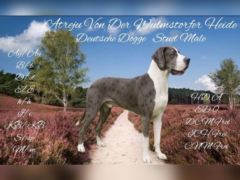 Deutsche Dogge (Deckrüde)