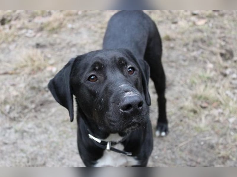 Sam, Dogge-Retriever-Mix, geb. 2023, junger, lieber Rüde leidet sehr im Tierheim!