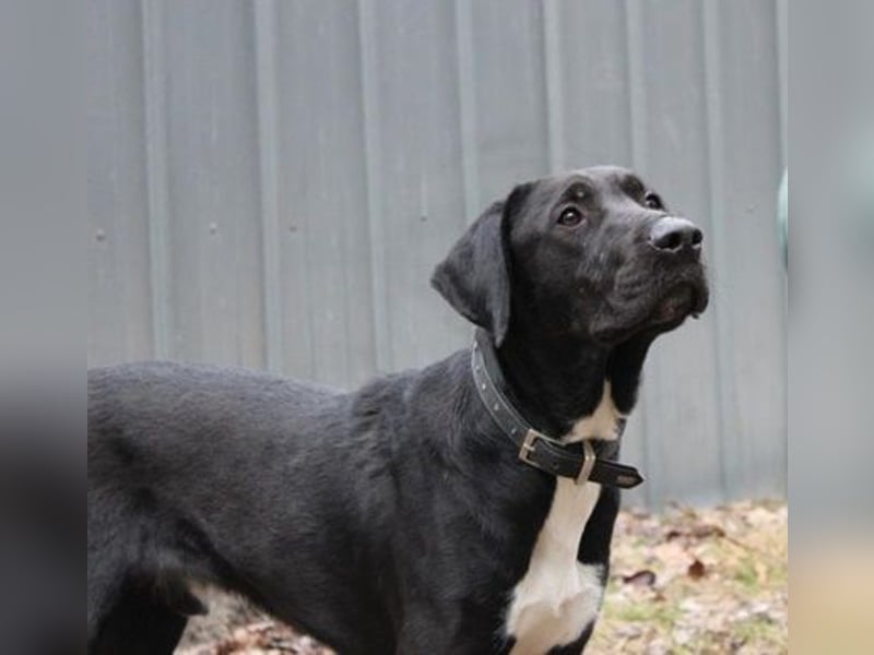 Sam, Dogge-Retriever-Mix, geb. 2023, junger, lieber Rüde leidet sehr im Tierheim!